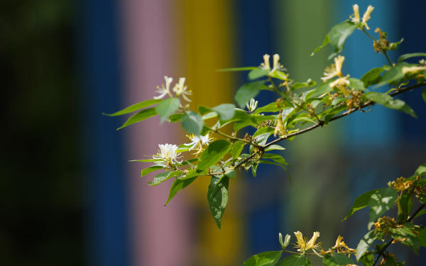 summer blooms in the park