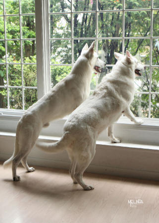 the pups like my window