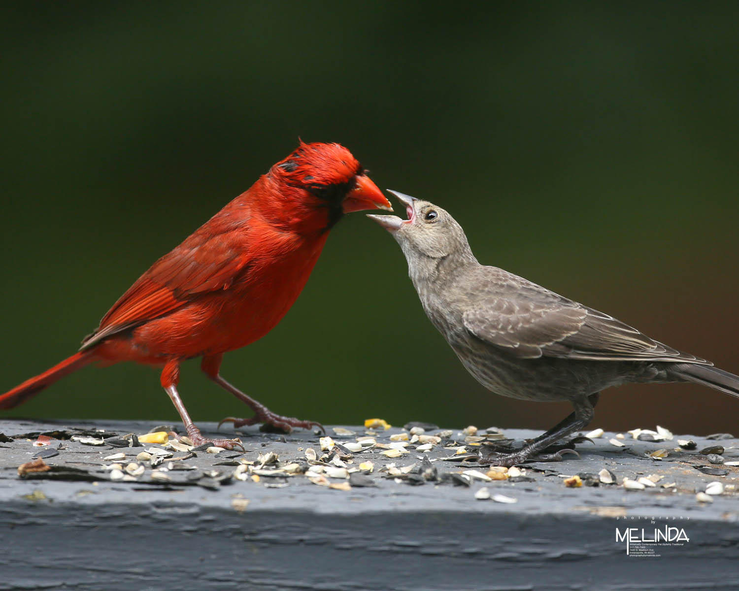 daddy feeding his baby